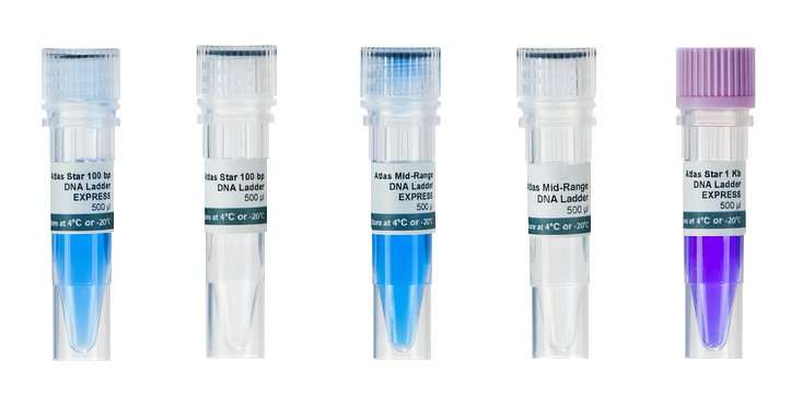 Image of 100bp plus DNA Ladder