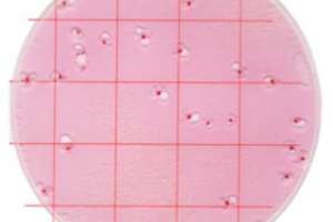 Coliform Count Plate